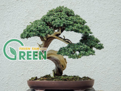 Cây cảnh đẹp khiến cuộc sống đẹp hơn | Thiên Tân Green